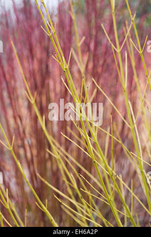 Cornus Seicea 'Bud es gelb' vor Cornus Alba "Sibirica Rubin". Stockfoto