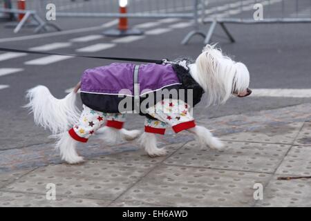 Birmingham, Vereinigtes Königreich. 8. März 2015. Hunde für den Finaltag der Crufts in Birmingham, UK heute ankommen. Bildnachweis: Jon Freeman/Alamy Live-Nachrichten Stockfoto