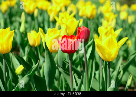 Rote Tulpe zwischen gelben Tulpen im Garten Stockfoto