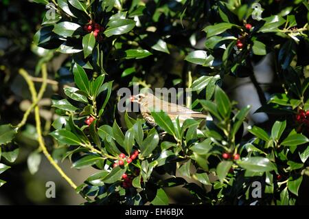 Redwing - Red-winged Drossel (Turdus Iliacus) Essen Beeren der Stechpalme (Ilex Aquifolium) im winter Stockfoto