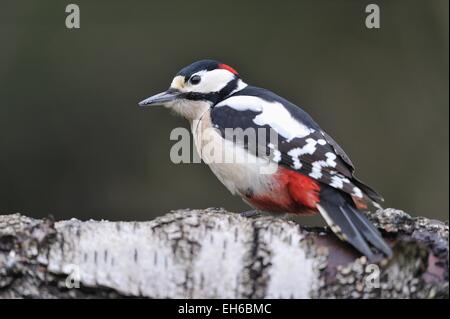 Großen Spotted Woodpecker (Dendrocopos große - Dendrocopus große - Picoides großen) Mann auf der Suche nach Nahrung auf einem gefallenen Baumstamm Stockfoto