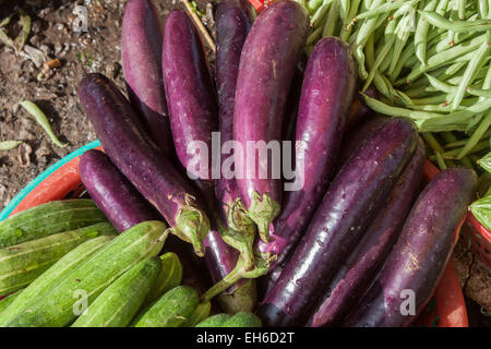 Lila Auberginen oder Auberginen, zwischen Gurken und Bohnen. Auf einem Markt in Vietnam Stockfoto