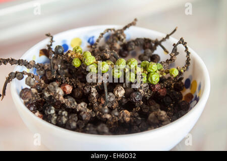 Frische, grüne und schwarze Pfefferkörner, in einer weißen Schale getrocknet Stockfoto