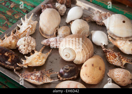 Sammlung von Muscheln, auf einem Tisch in Phu Quoc in Vietnam Stockfoto