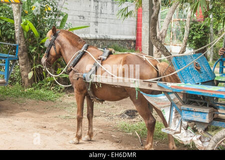 Braune Pferd und einem blauen Wagen auf eine Route in einem Dschungel Stockfoto