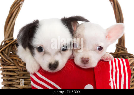 Sechs Wochen alten Chihuahua Welpen sitzen in einem Weidenkorb Stockfoto