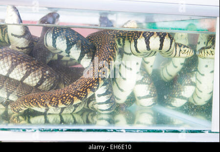 Eine Menge von schwarzen und weißen Seeschlange, in einem aquarium Stockfoto