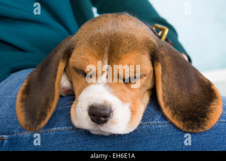 Müden kleinen 7 Wochen alt Beagle Welpen schlafen Stockfoto