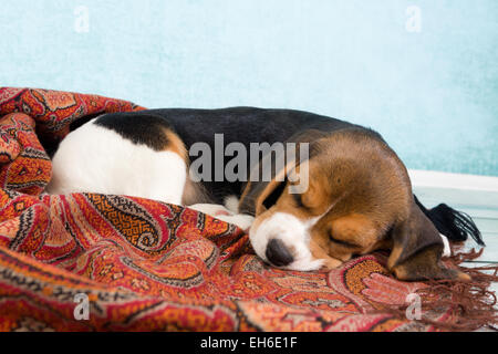 Müden kleinen 7 Wochen alt Beagle Welpen schlafen Stockfoto