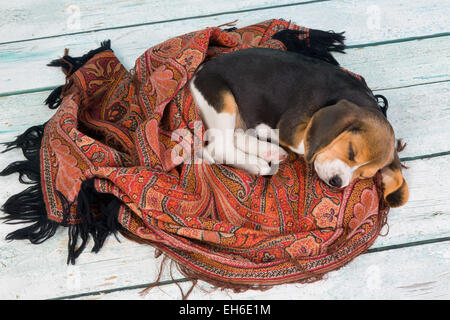 Müden kleinen 7 Wochen alt Beagle Welpen schlafen Stockfoto