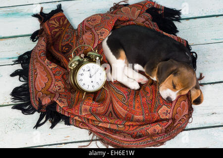 Müden kleinen 7 Wochen alt Beagle Welpen schlafen Stockfoto
