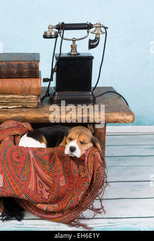 Müden kleinen 7 Wochen alt Beagle Welpen schlafen in einer Schublade Stockfoto