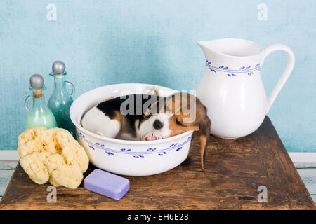 Verschlafene sieben Wochen alten Welpen Beagle liegend in einem Vintage Waschzuber Stockfoto