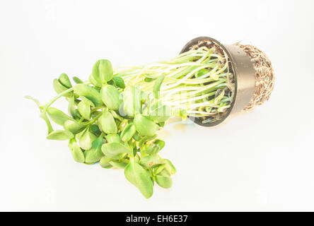 Eine Reihe von Sonnenblumen sprießen, isoliert auf weißem Hintergrund Stockfoto