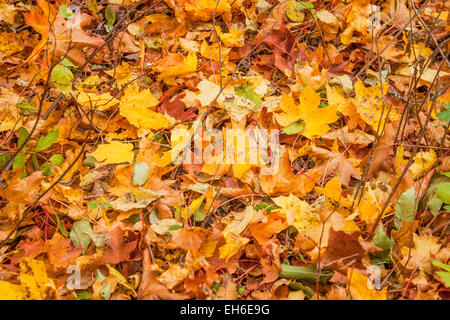 Bunt gelb, rot und braun gefallenen Blätter, im Wald - fallen / September Stockfoto