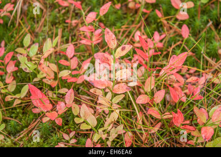 Rote und grüne Heidelbeer Blätter in Forrest, im Herbst Stockfoto