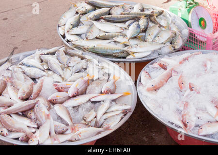 Viele verschiedene Fische, auf einem Markt in Phu Quoc, Vietnam Stockfoto