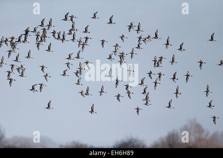 Uferschnepfe, Limosa Limosa-Gruppe im Flug, Gloucestershire, März 2015 Stockfoto