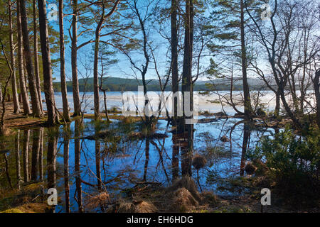 Loch-Garten im Winter - Cairngorms National Park, Schottland, UK Stockfoto