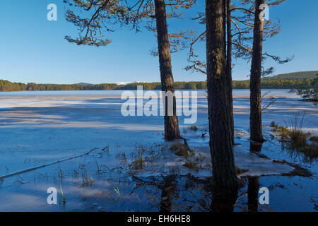 Loch-Garten im Winter - Cairngorms National Park, Schottland, UK Stockfoto