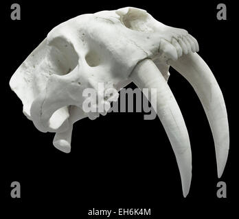 Smilodon Schädel mit Schneidepfad isoliert Stockfoto