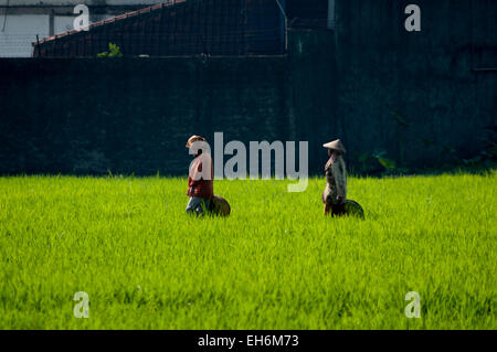 Bäuerinnen auf einem Reisfeld in Bandung Regentschaft, West-Java, Indonesien. Stockfoto