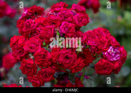 Cluster von zahlreichen scarlet Rosen Stockfoto