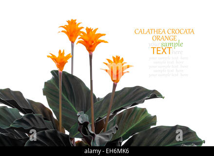 (Calathea Calathea crocata), zimmerpflanze mit orangen Blüten und rote