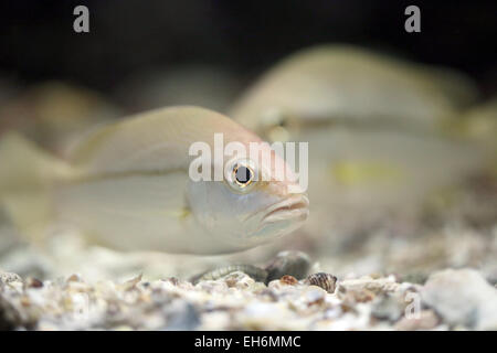 Die Russell Snapper oder Moses Barsch Fische im Aquarium. Stockfoto
