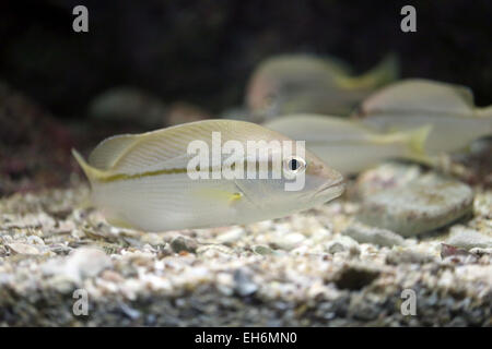 Die Russell Snapper oder Moses Barsch Fische im Aquarium. Stockfoto