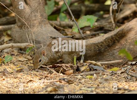 schöne indochinesischen Grundeichhörnchen (Menetes Berdmorei) im Huay Kha Khaeng Wildlife Sanctuary, Thaland Stockfoto