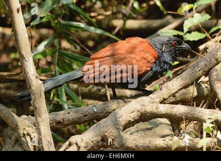 schöne mehr erholsam (Centropus Sinensis) in Thai Wald Stockfoto