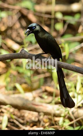 schöne Schläger-angebundene Treepie (Crypsirina Temia) in Thai Wald Stockfoto