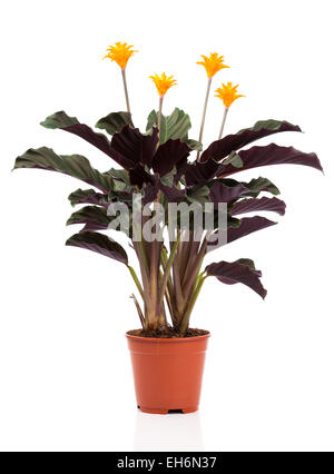 (Calathea Calathea crocata), zimmerpflanze mit orangen Blüten und rote