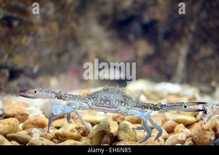 Blume-Krabbe oder blaue Krabbe im Aquarium. Stockfoto