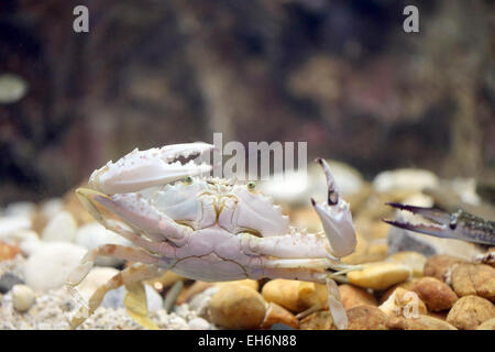 Blume-Krabbe oder blaue Krabbe im Aquarium. Stockfoto