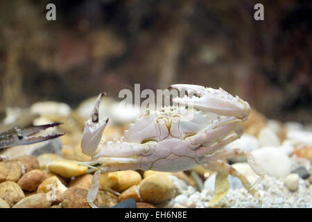 Blume-Krabbe oder blaue Krabbe im Aquarium. Stockfoto