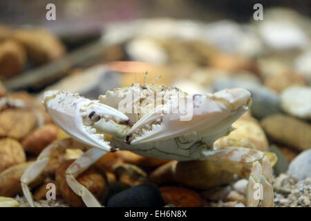 Blume-Krabbe oder blaue Krabbe im Aquarium. Stockfoto