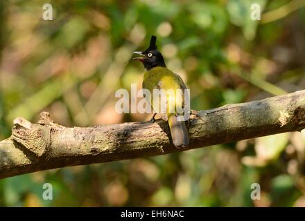 schöne schwarze crested (Pycnonotus Flaviventris) Bulbul im Baum Stockfoto