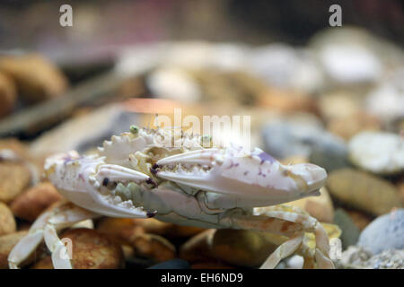 Blume-Krabbe oder blaue Krabbe im Aquarium. Stockfoto