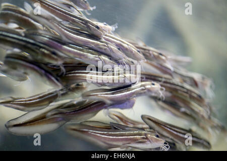 Eeltail Wels oder Korallen Welse im Aquarium. Stockfoto