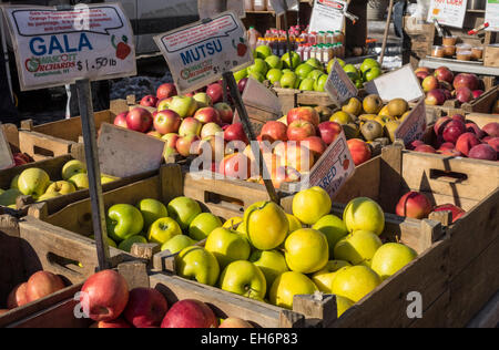 Eine Vielzahl von Äpfel zum Verkauf an der Greenmarket am Union Square in New York City Stockfoto