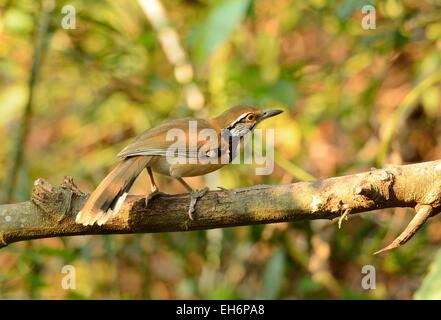 schöne größere Necklaced Laughingthrush (Garrulax Pectoralis) im Huay Kha Khaeng Wildlife Sanctuary, Thaland Stockfoto