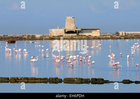 Flamingo (Phoenicopterus Ruber) an der alten Saline in der Laguna Dello Stagnone in der Nähe von Trapani, Sizilien, Italien Stockfoto