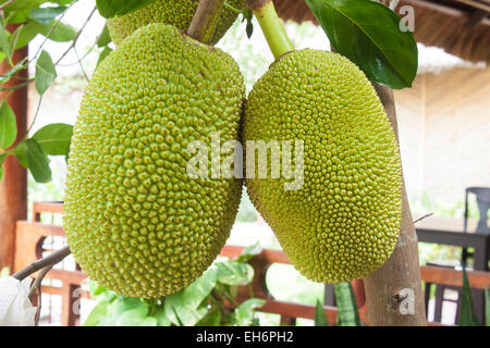 Zwei grüne Durian-Früchte hängen ein Durian-Baum in Vietnam Stockfoto