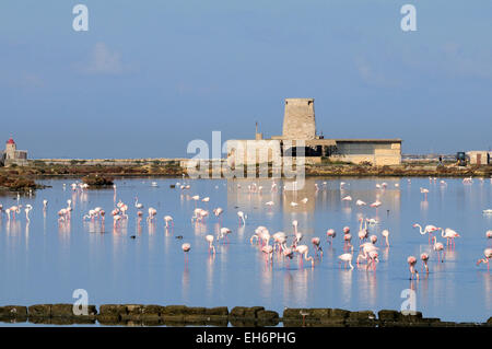 Flamingo (Phoenicopterus Ruber) an der alten Saline in der Laguna Dello Stagnone in der Nähe von Trapani, Sizilien, Italien Stockfoto