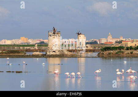 Flamingo (Phoenicopterus Ruber) an der alten Saline in der Laguna Dello Stagnone in der Nähe von Trapani, Sizilien, Italien Stockfoto