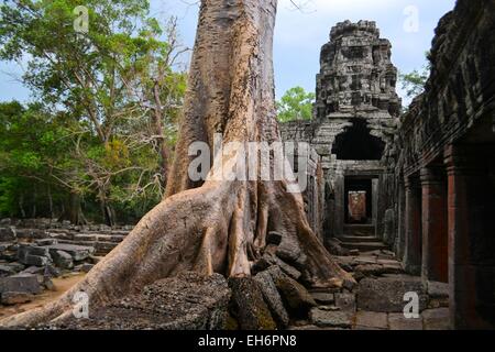 Alten Ära Angkor Tempel überwuchert von Bäumen, Kambodscha Stockfoto