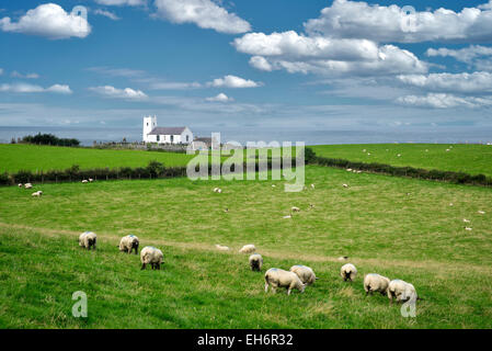 Schafe auf der Weide mit Ballintoy Pfarrkirche und Meer in Ferne. Irland. Stockfoto