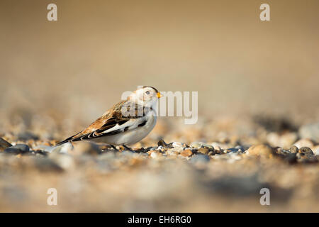 Snow Bunting (Plectrophenax Nivalis) Migration während des Winters zu ernähren sich von der Küste Stockfoto